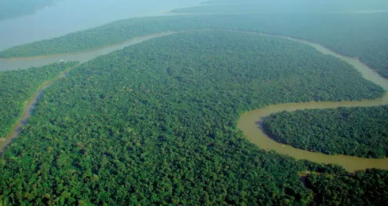 Restauração de florestas na Amazônia terá investimento de R$ 187 milhões 2 Áreas plantadas receberão cerca de 100 espécies diferentes de vegetação nativa. Foto: Divulgação