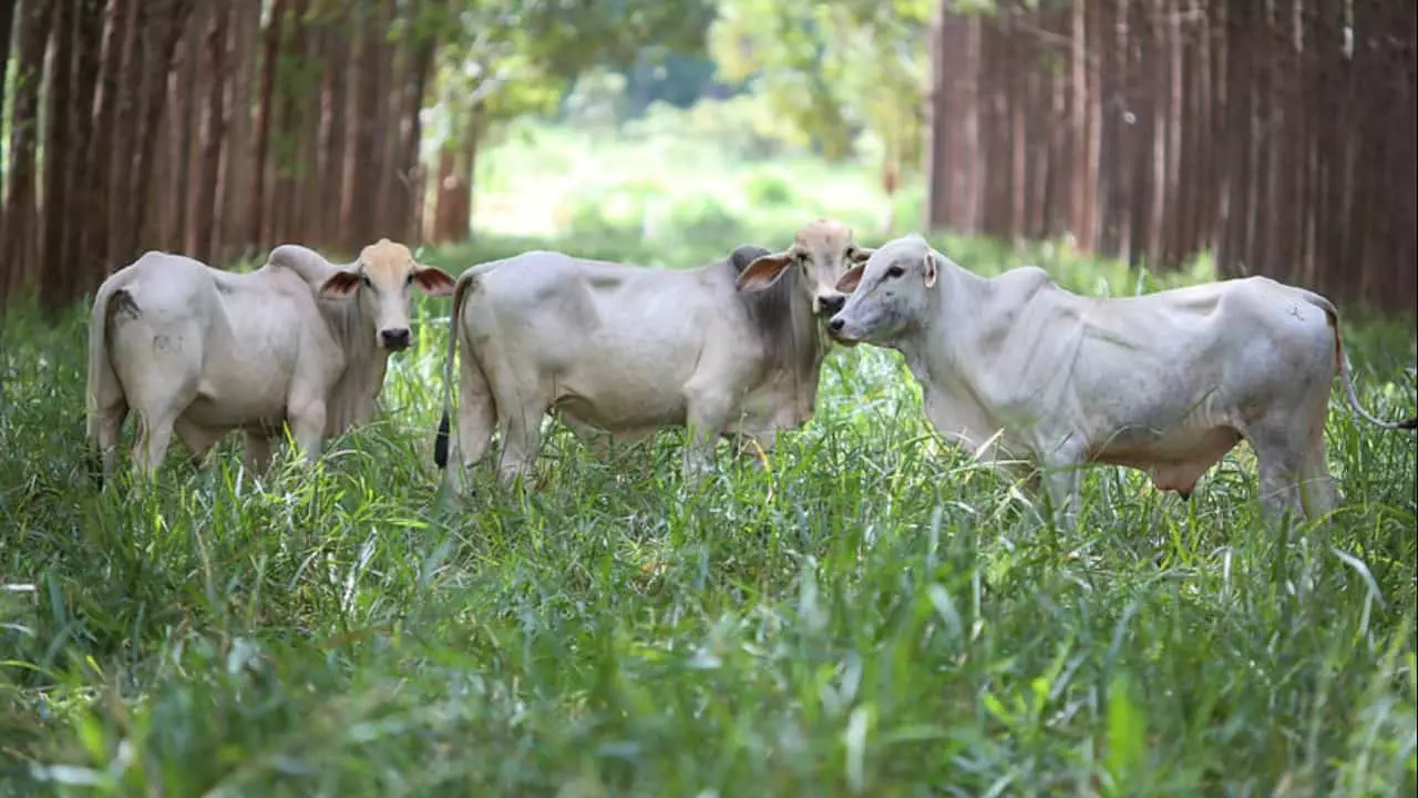 Houve ganho de peso dos animais superior a 5%. 