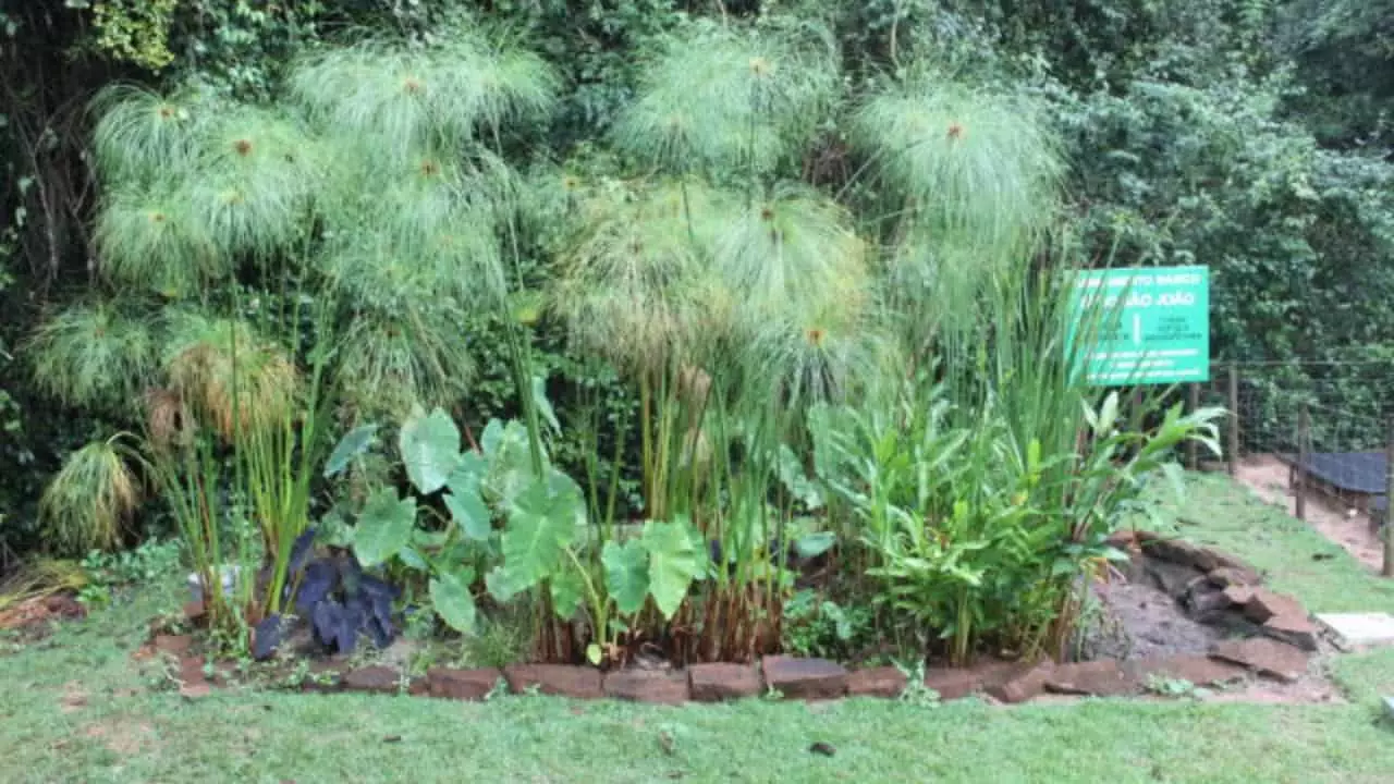 Jardim filtrante da Embrapa. 