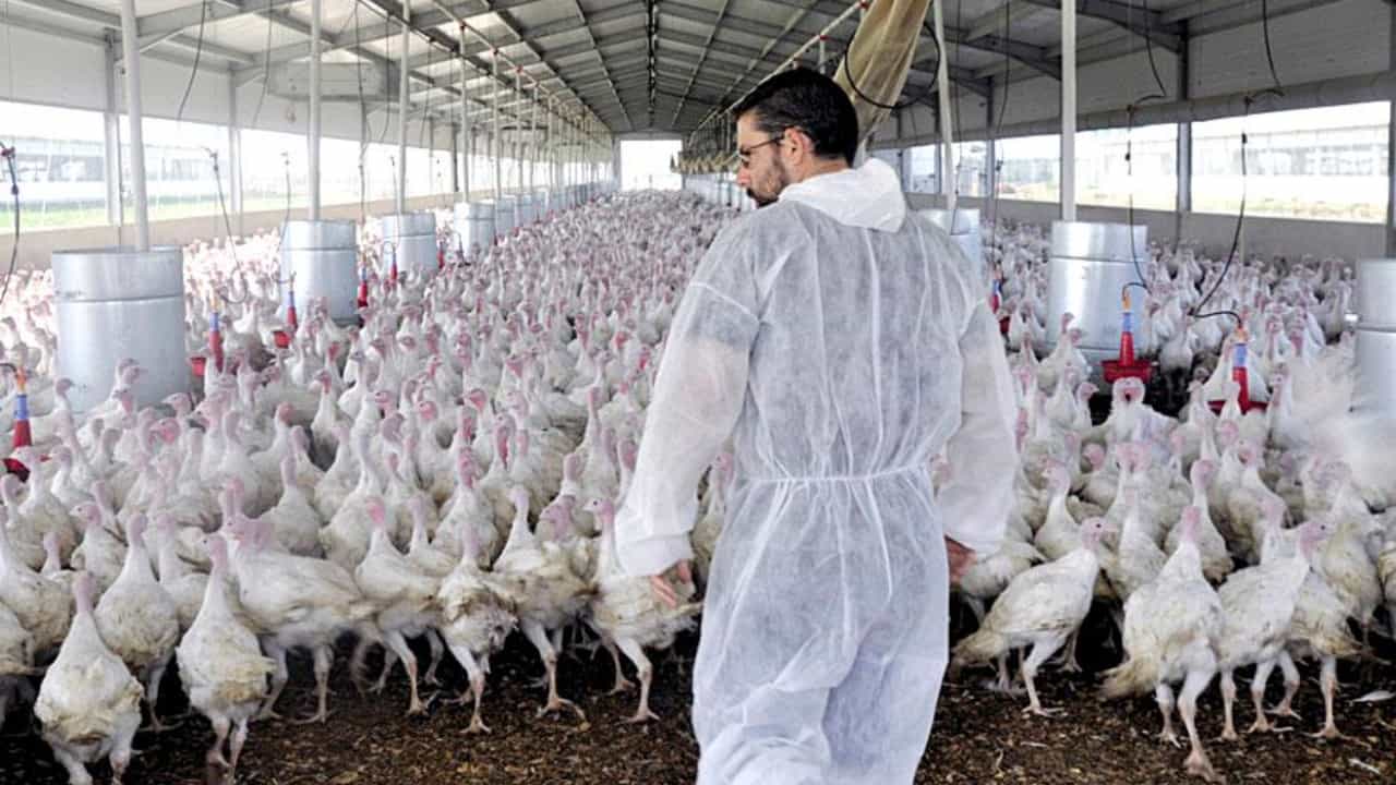 Medida prevê adoção de ações sanitárias contra gripe aviária e doença Newcastle. 