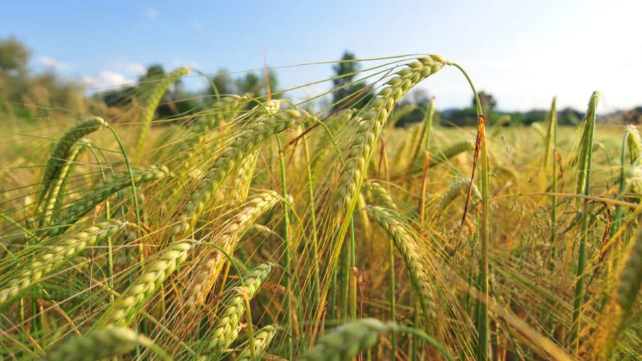 Medida reduz os riscos com problemas climáticos. Lavoura de cevada. 