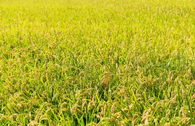Preços do agronegócio podem se recuperar devido as condições climáticas em 2024