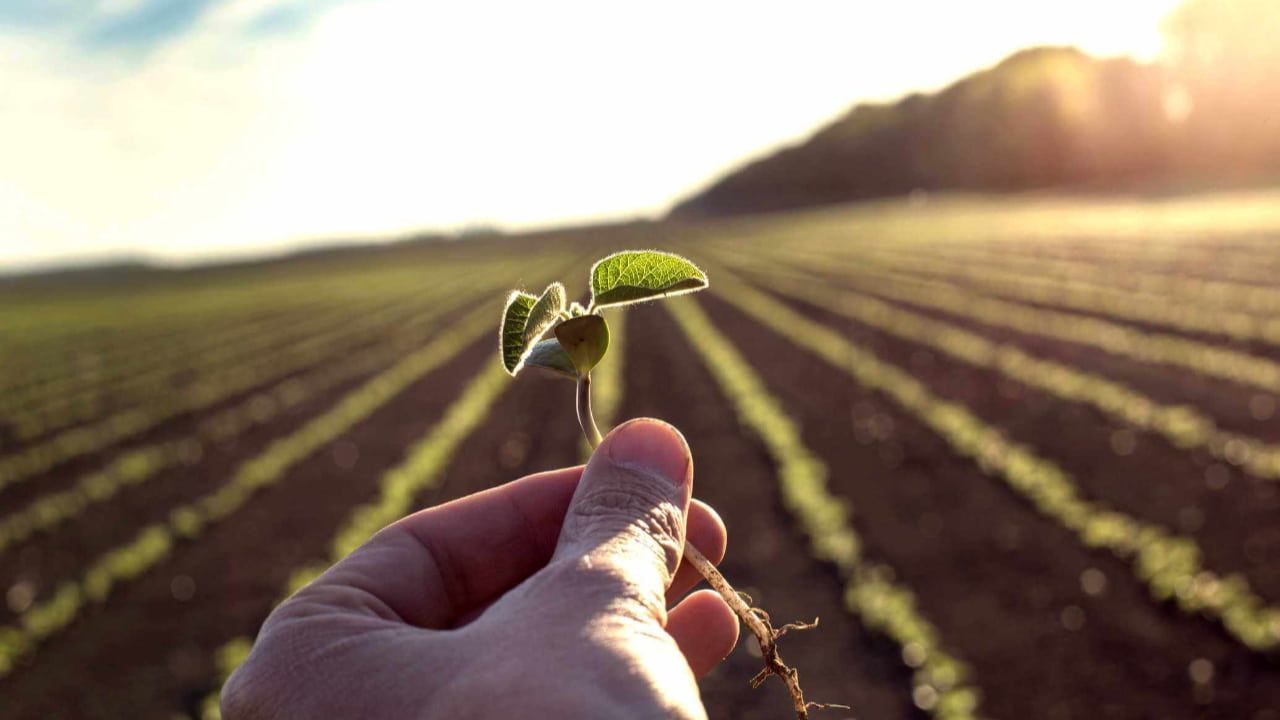 Plantio de soja sofreu quebra por conta do clima.