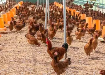 Prazo estendido começa a valer a partir de 30 de janeiro.