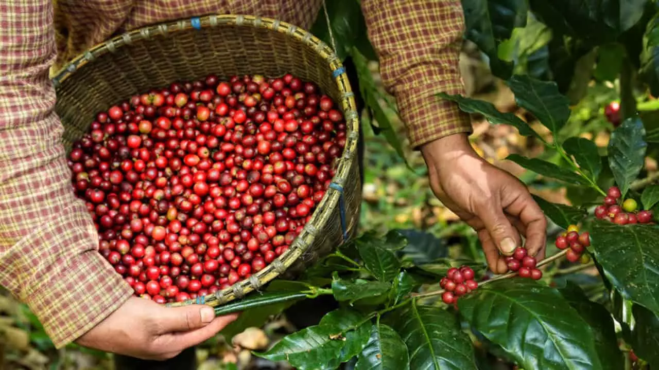 Produção mundial de café também deve seguir crescendo. 