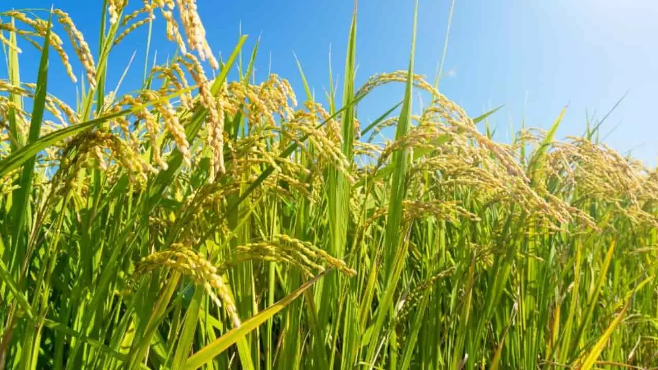 Produção brasileira de arroz deve crescer na safra 2023/2024. 