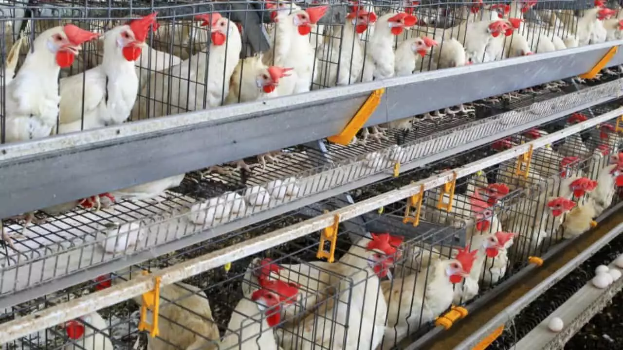 Exportações de ovos crescem quase 170% em 2023 no Brasil 3 Produção brasileira de ovos atinge mais de 52 bilhões de unidades em 2023.