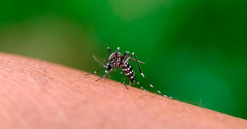 Proliferação da dengue