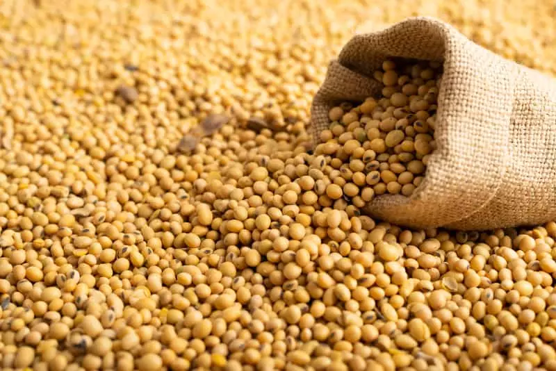 Agronegócio deve continuar fomentando a economia no país em 2024; veja setores 3 soja