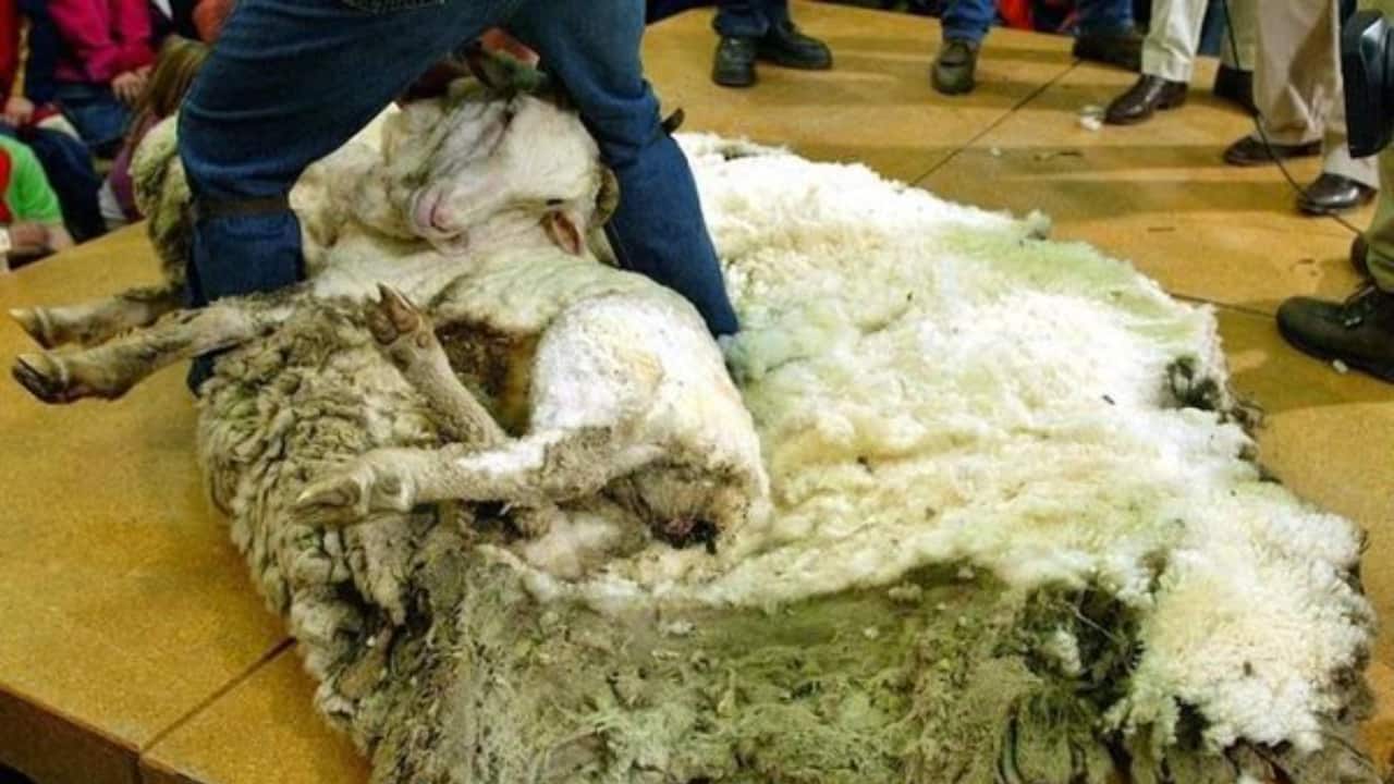 Venda do produto pode ser renda extra para ovinocultores. 