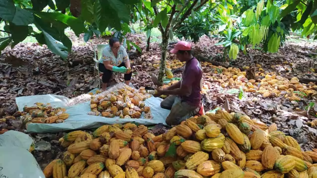Casal acumula conquistas importantes, como o segundo lugar no Concurso Especial de Cacau do Brasil- Sustentabilidade e Qualidade.