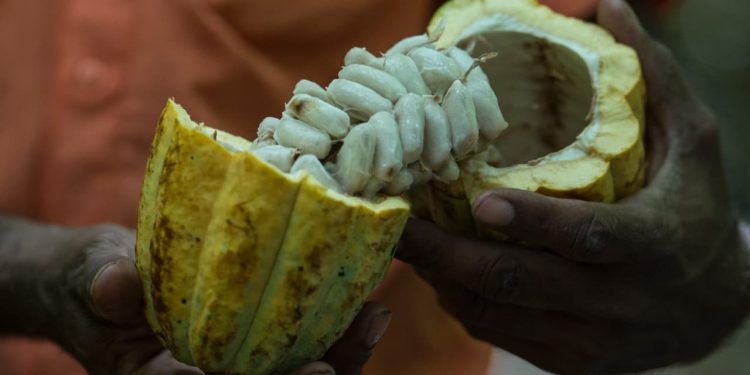 Amêndoas de cacau produzidas no oeste do Pará estão entre as premiadas na Holanda