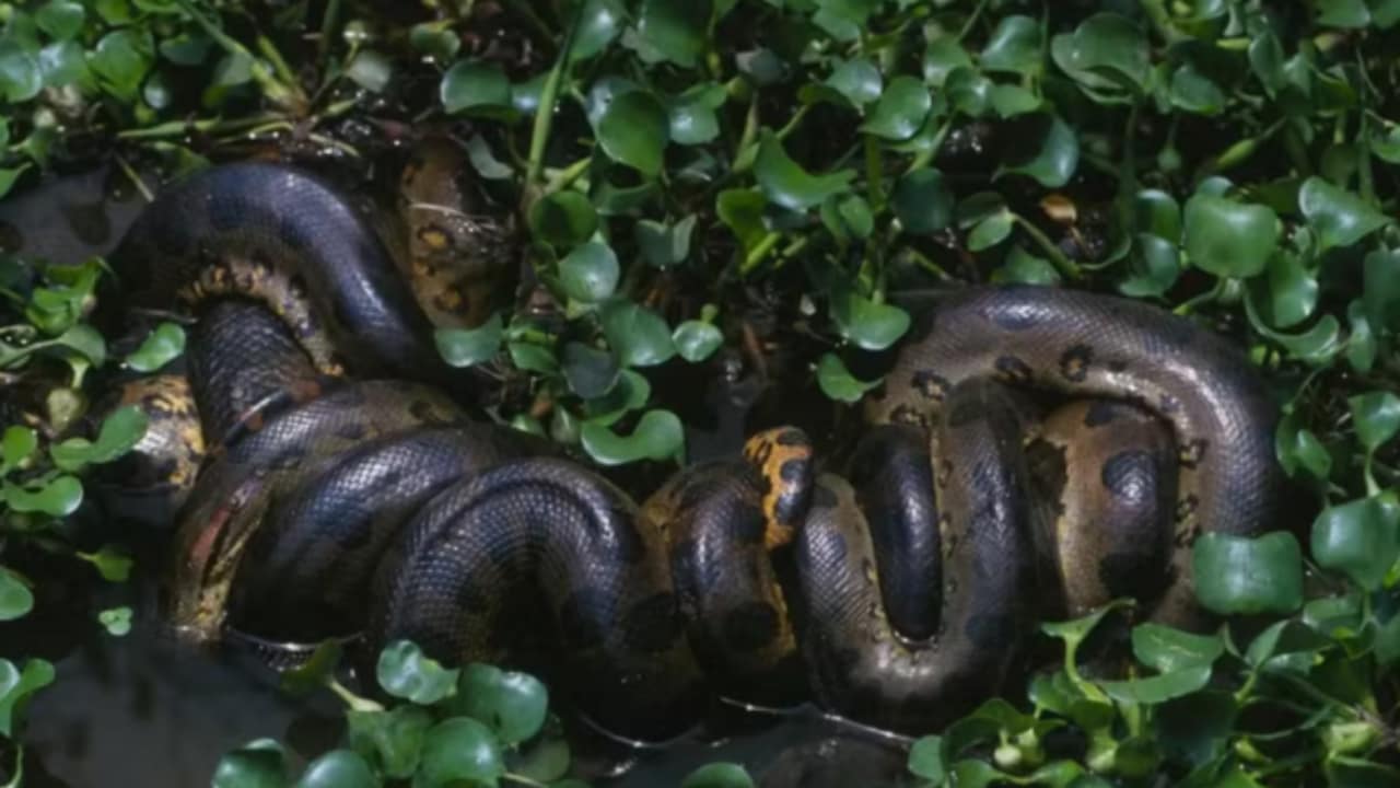 Anaconda: nova espécie de sucuri é descoberta na região Amazônica 
