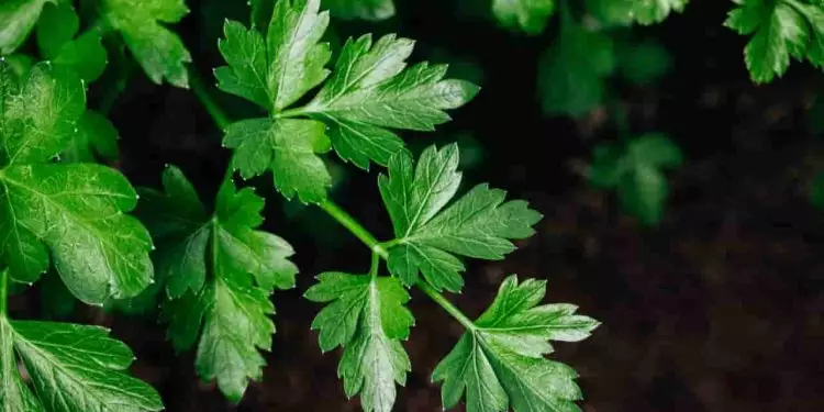 Aprenda como plantar salsinha orgânica em casa e os cuidados com o cultivo