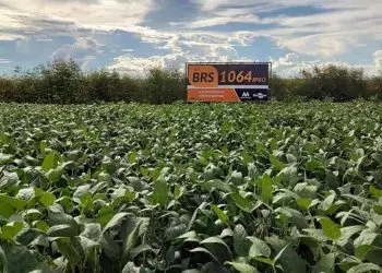 BRS 1064IPRO apresenta ampla janela de plantio e de adaptação e resistência aos nematoides de galha e de cisto.