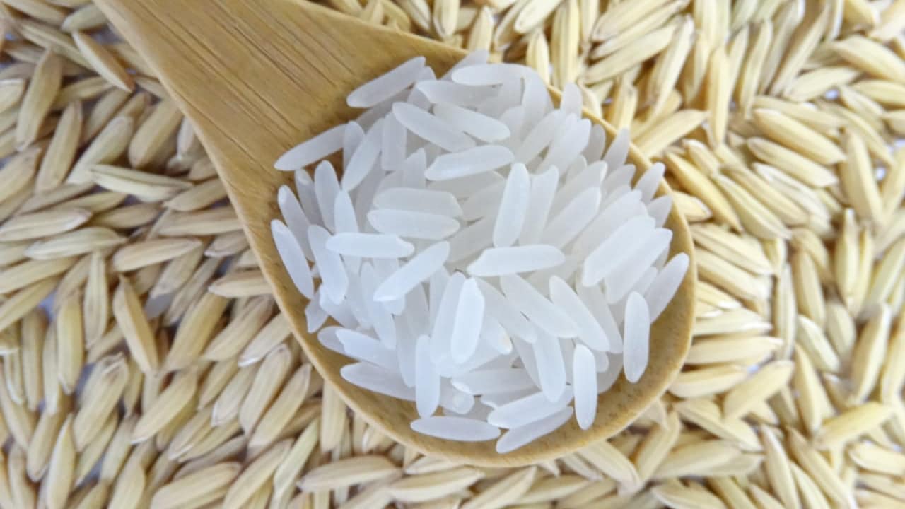 Produtividade de cultivar de arroz da Embrapa aumenta 175%, em Goiás 3 BRS A502 tem excelente qualidade de grãos para a indústria.