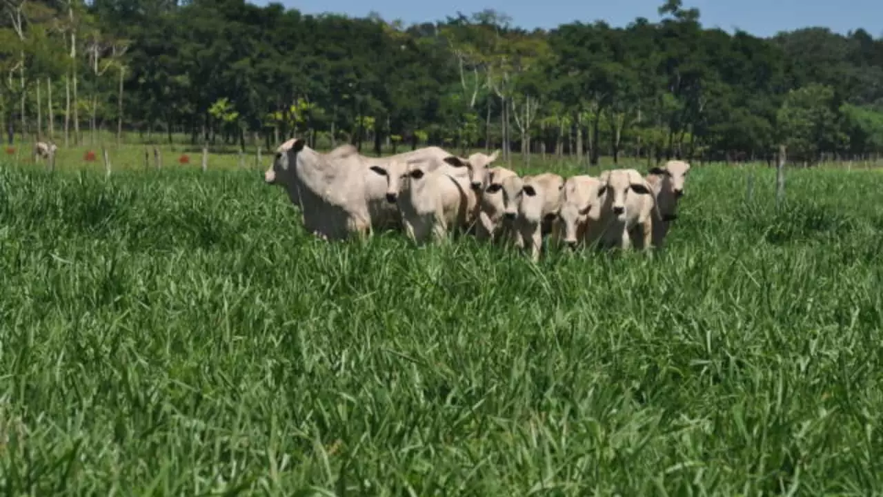 BRS Zuri promove até 40 quilos de carcaça animal por hectare em sistemas ILP.