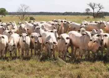 Brasil abateu mais de 9 milhões de cabeças de gado no período.