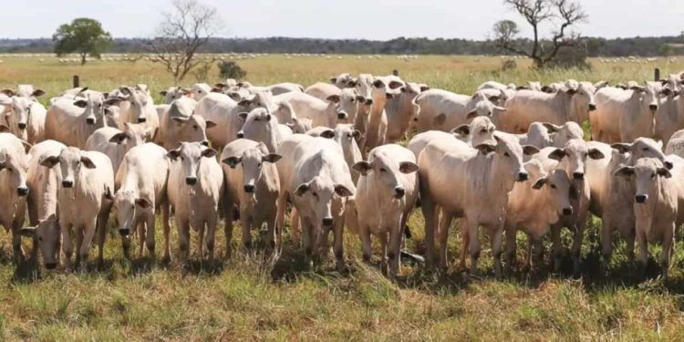 Brasil abateu mais de 9 milhões de cabeças de gado no período.