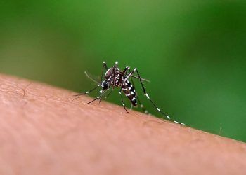 Brasil se aproxima de 400 casos prováveis de dengue em 2024