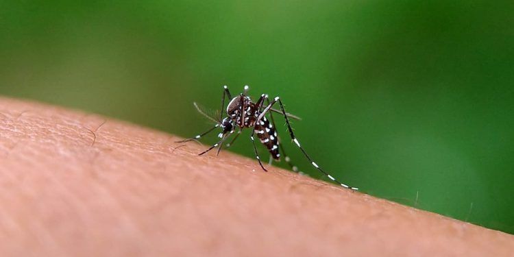 Brasil se aproxima de 400 casos prováveis de dengue em 2024