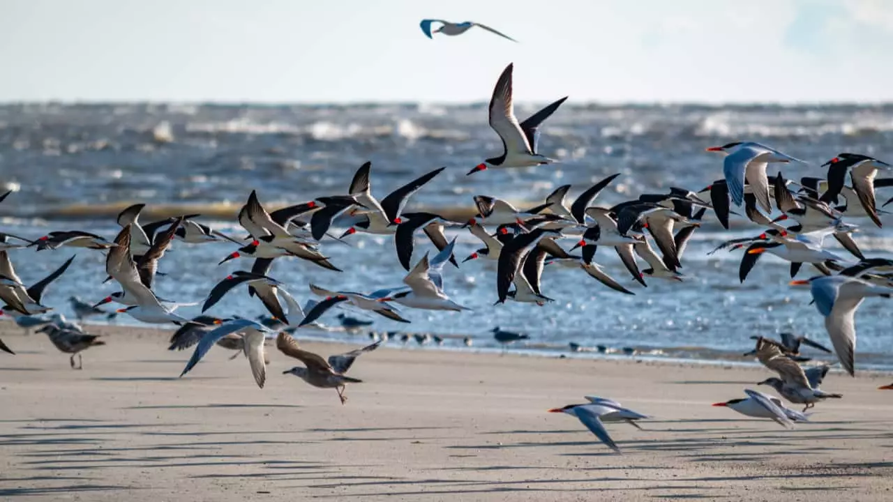 Brasil têm 154 casos registrados sendo a maioria em aves silvestres. 