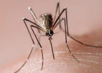 Brasil ultrapassa meio milhão de casos prováveis de dengue em 2024