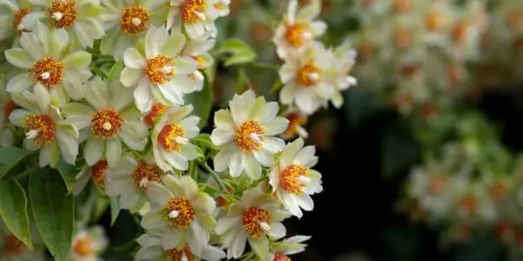 Confira como plantar ora-pro-nóbis e os 8 benefícios dessa planta 1 Confira como plantar ora-pro-nóbis e os 8 benefícios dessa planta