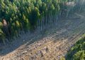 Desmatamento no Cerrado cai 48% em janeiro; aponta estudo