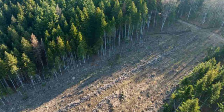 Desmatamento no Cerrado cai 48% em janeiro; aponta estudo