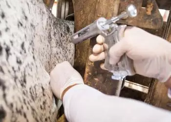 Goiás tem 98,53% do rebanho vacinado contra a raiva de herbívoros; confira