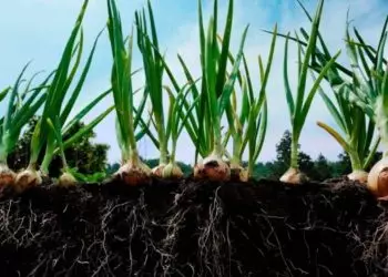 Mapa inclui cebola no Zoneamento de Risco Climático.