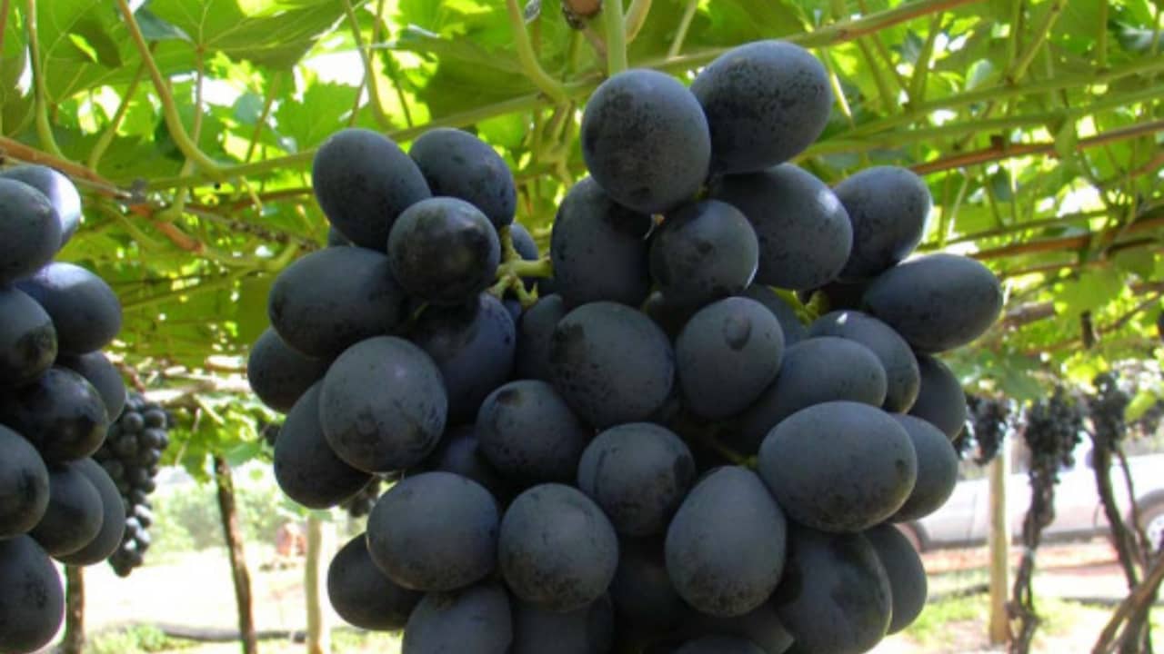 Turismo rural no Tocantins: Experiências únicas nas fazendas Cantinho do Sul e Vó Dedé