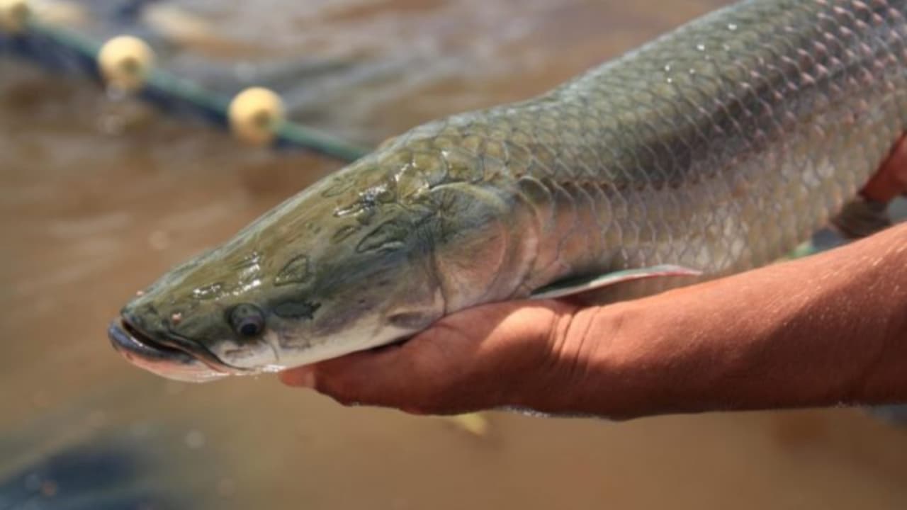 Turismo rural no Tocantins: Experiências únicas nas fazendas Cantinho do Sul e Vó Dedé