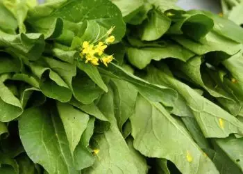 Veja o guia rápido de como plantar mostarda em casa e os benefícios da planta
