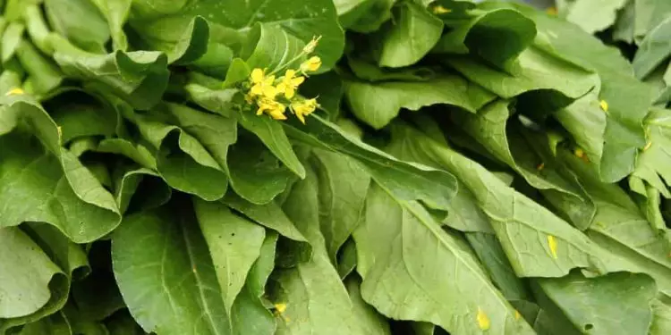 Veja o guia rápido de como plantar mostarda em casa e os benefícios da planta