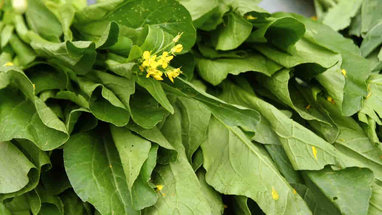 Veja o guia rápido de como plantar mostarda em casa e os benefícios da planta