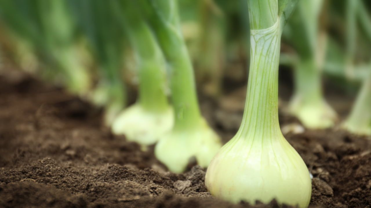 Zarc delimita as áreas e épocas de baixo risco com o clima para produção da hortaliça.