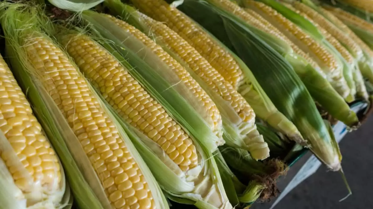 Agricultores usam cultivar específica de milho para a produção da iguaria. 