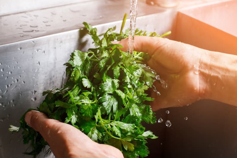 Aprenda como plantar salsinha orgânica em casa e os cuidados com o cultivo 3 Benefícios da salsinha