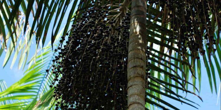 Cacho de açaí da Amazônia.