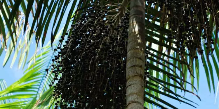 Cacho de açaí da Amazônia.