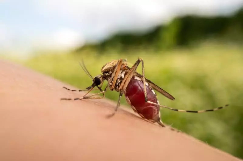 Casos de dengue