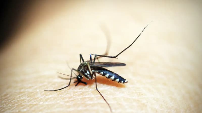 Casos de dengue