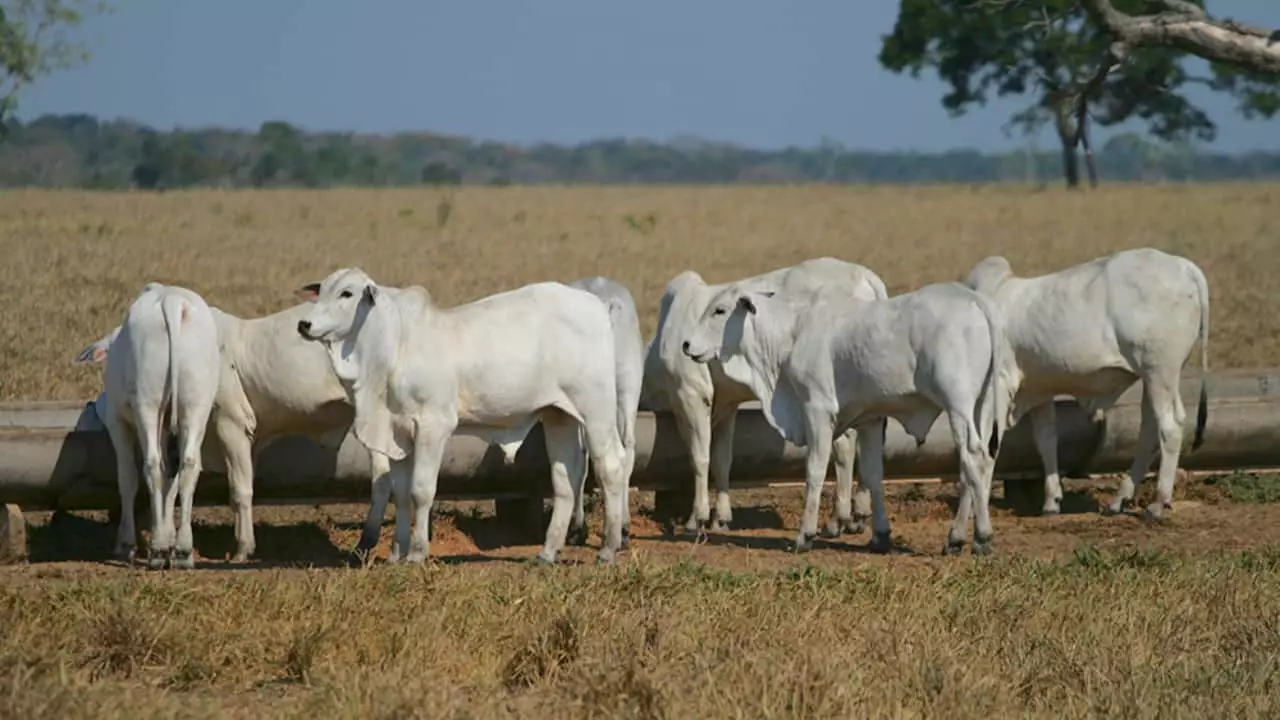 Clima impacta produção de rebanhos. 