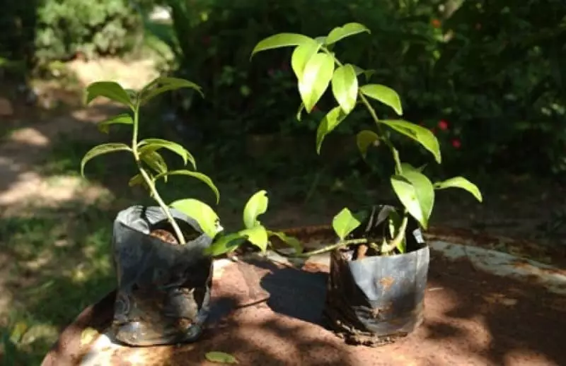 Confira como plantar ora-pro-nóbis e os 8 benefícios dessa planta 2 Como plantar ora-pro-nobis