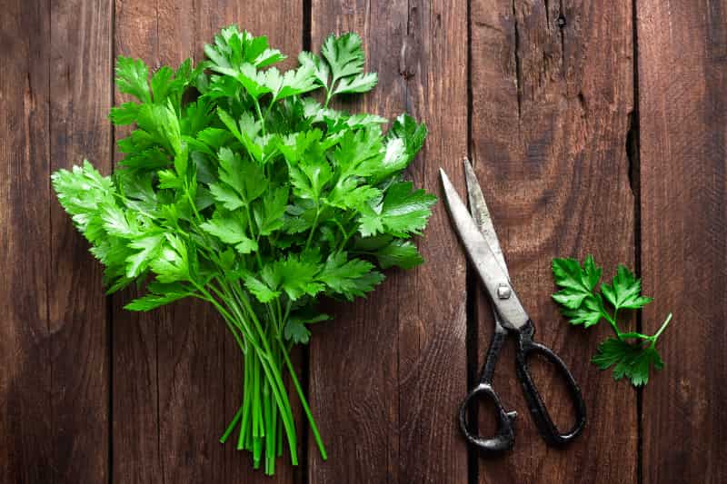 Aprenda como plantar salsinha orgânica em casa e os cuidados com o cultivo 2 Como plantar salsinha