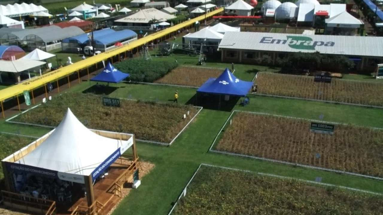 Cultivares serão lançadas no Show Rural Coopavel em fevereiro. 