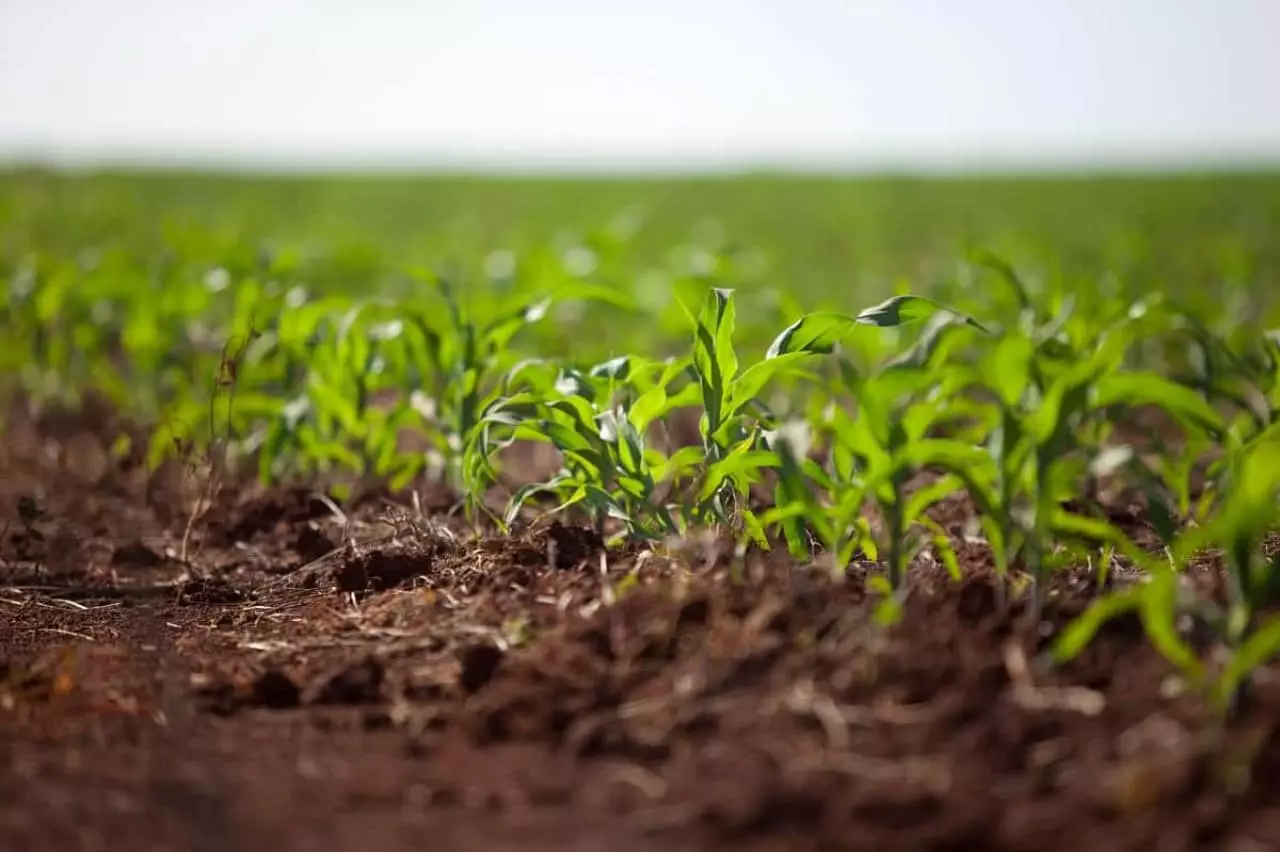 Culturas de segunda safra devem ser impactadas por baixa umidade do solo.