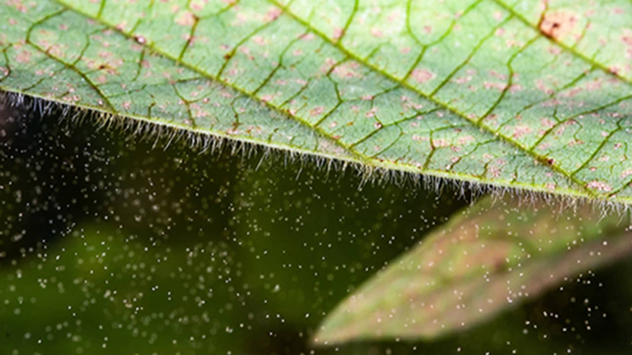 Doença causa perdas de até 90% de produtividade da soja. 